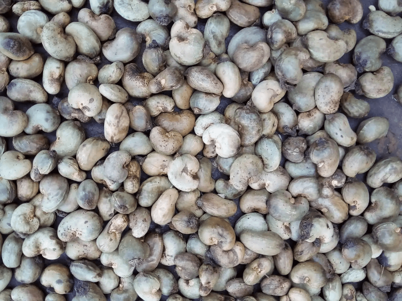 Ivory Coast Raw Cashews